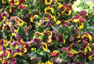 Cosa vedere ad Amburgo fiori