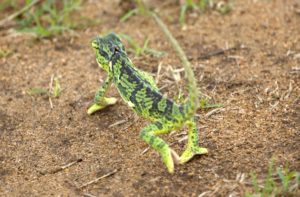 un simpatico camaleonte avvistato al kruger park
