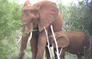 Incontrare gli elefanti al Kruger Park