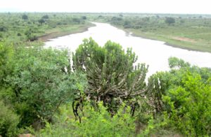 panorama del kruger park
