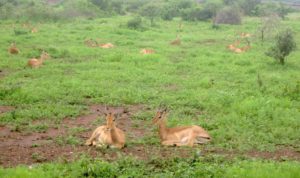 Animali del kruger park
