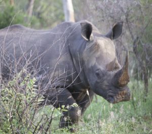 Ci sono tanti rinoceronti al kruger park