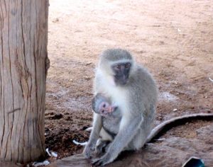 una mamma scimmia al kruger park