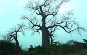 trasferirsi in africa