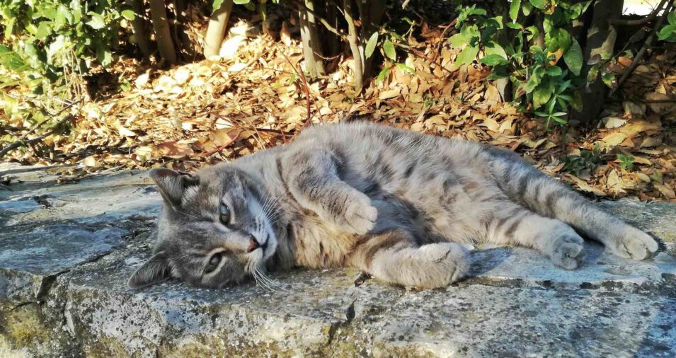 Schermata 2017-07-12 alle 17.46.07