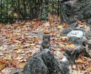 Autumn in Turin scoiattolo