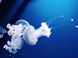 Cosa vedere a Valencia oceanografico