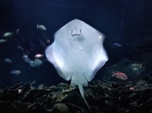 cosa vedere a valencia con i bambini