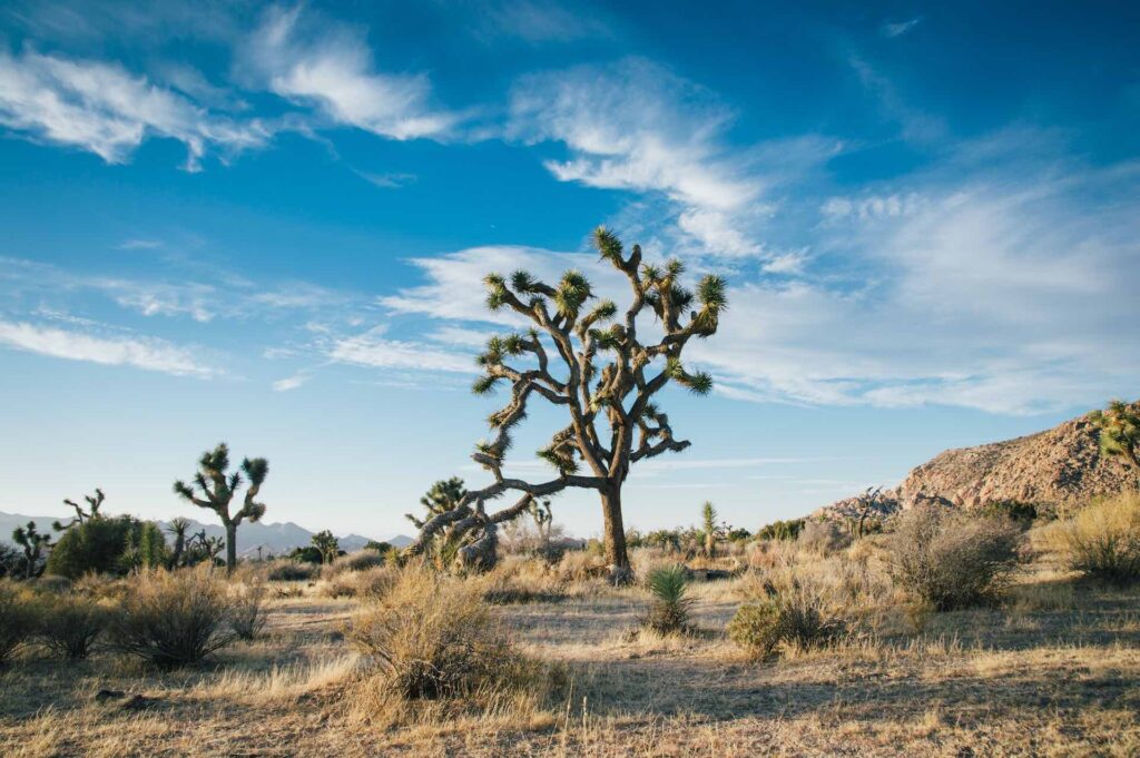 joshua tree in california tra i parchi USA ovest