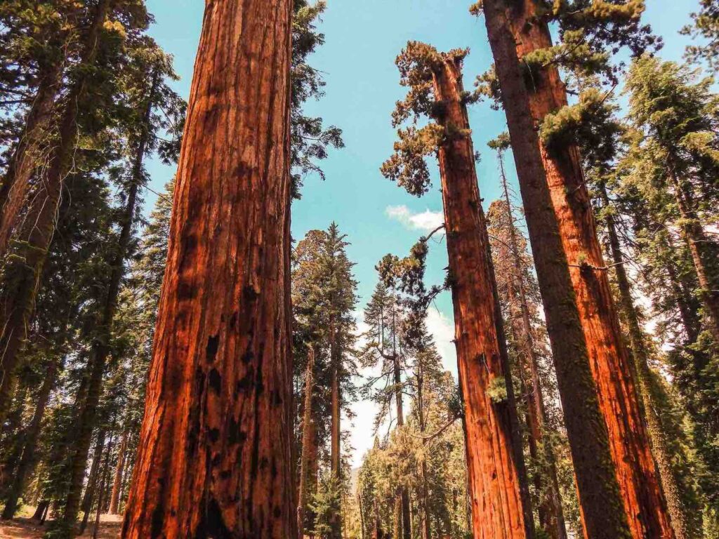 Sequoia national park tra i parchi USA ovest