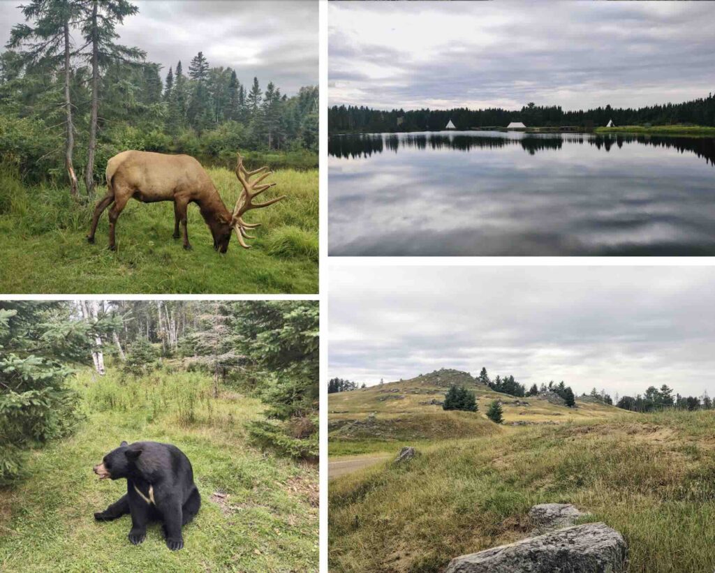 quebéc cosa vedere, zoo sauvage st. felicien