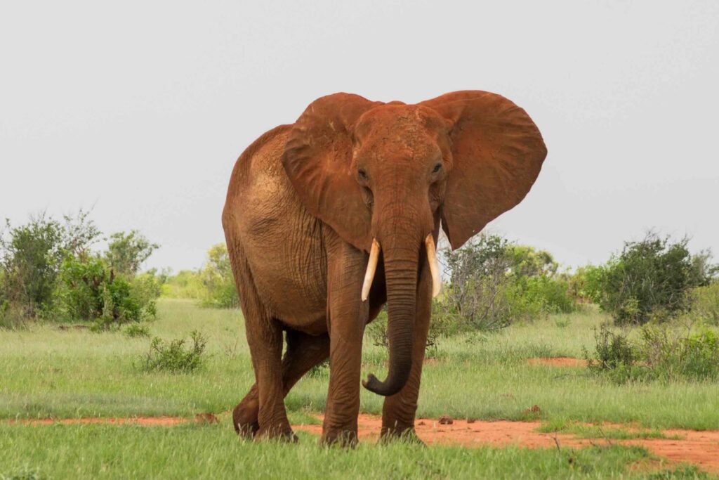 safari al tsavo national park