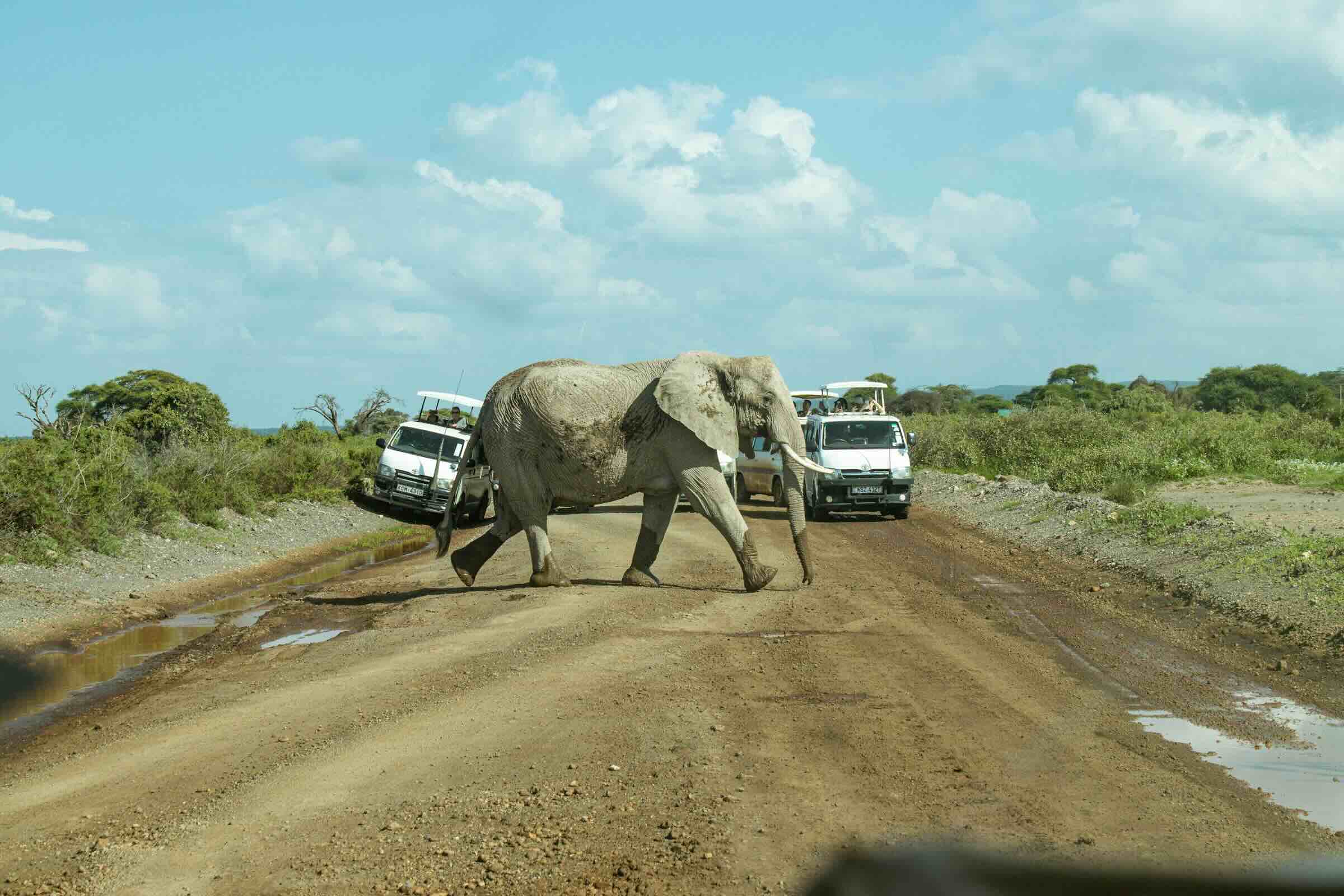 safari in kenya