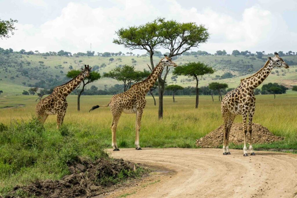 quando fare il safari in kenya