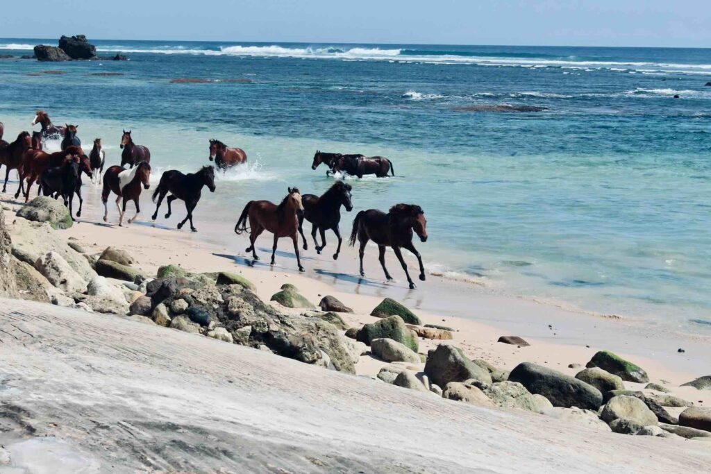indonesia cosa vedere, sumba