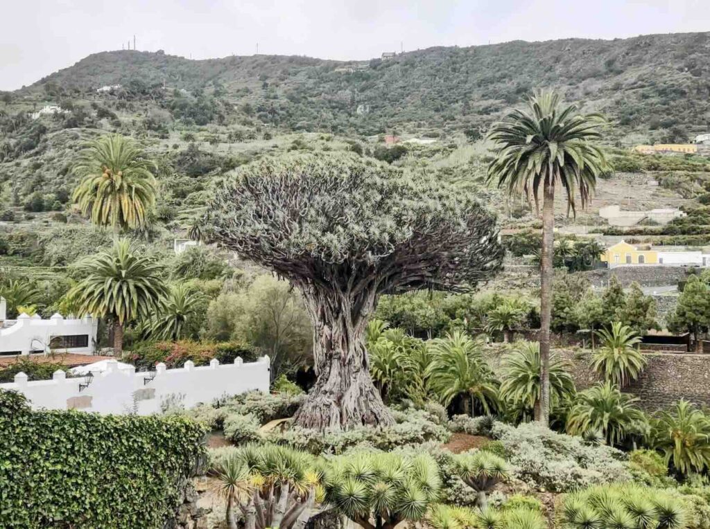 Tenerife cosa vedere, Drago Millenario